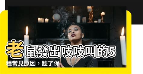 老鼠叫的原因